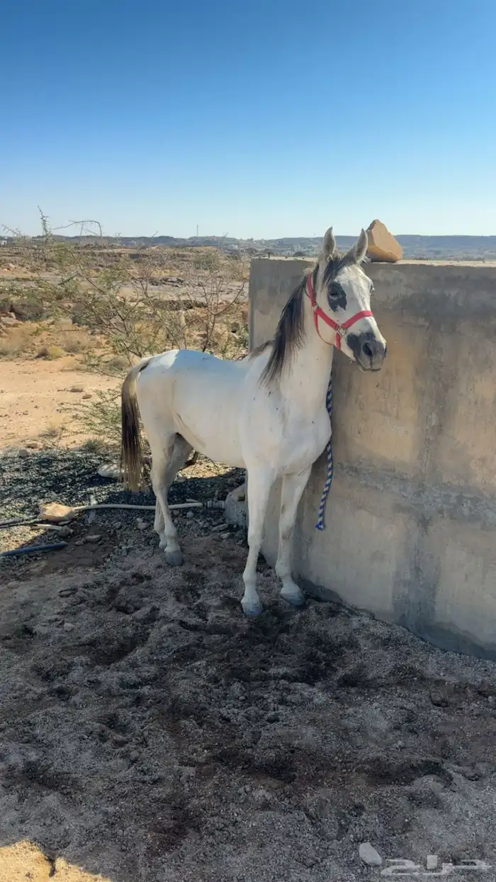 حصان جزيري شعبي 0