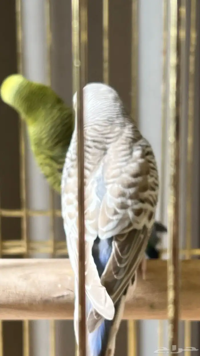 زوج بادجي أليف ومغرد  الوان جميله 2