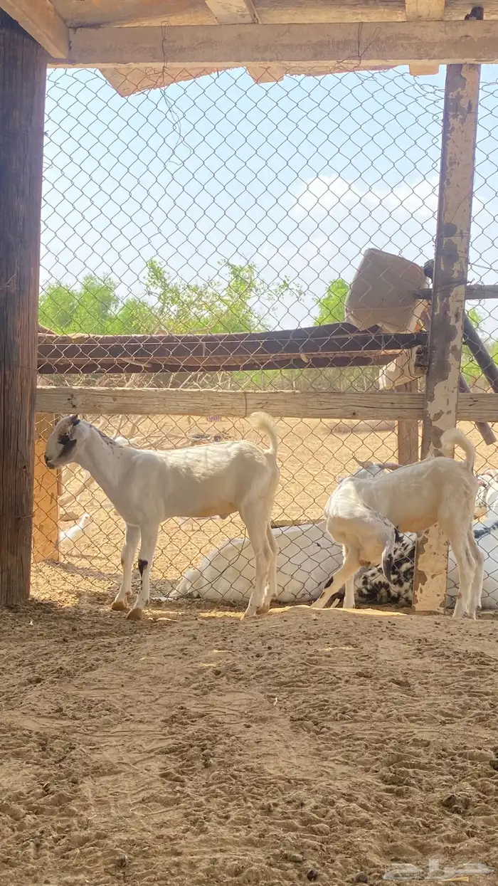 اثنين تيوس مشاريع 16