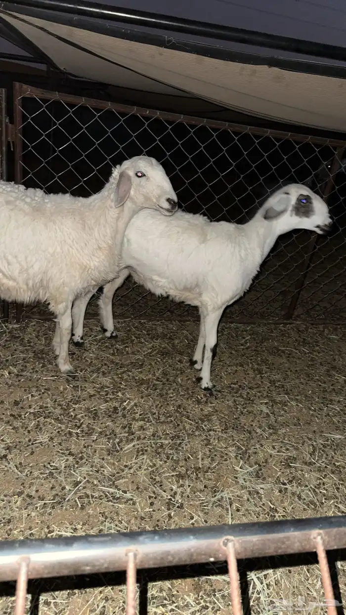 رخال طيبه مقنوي 0