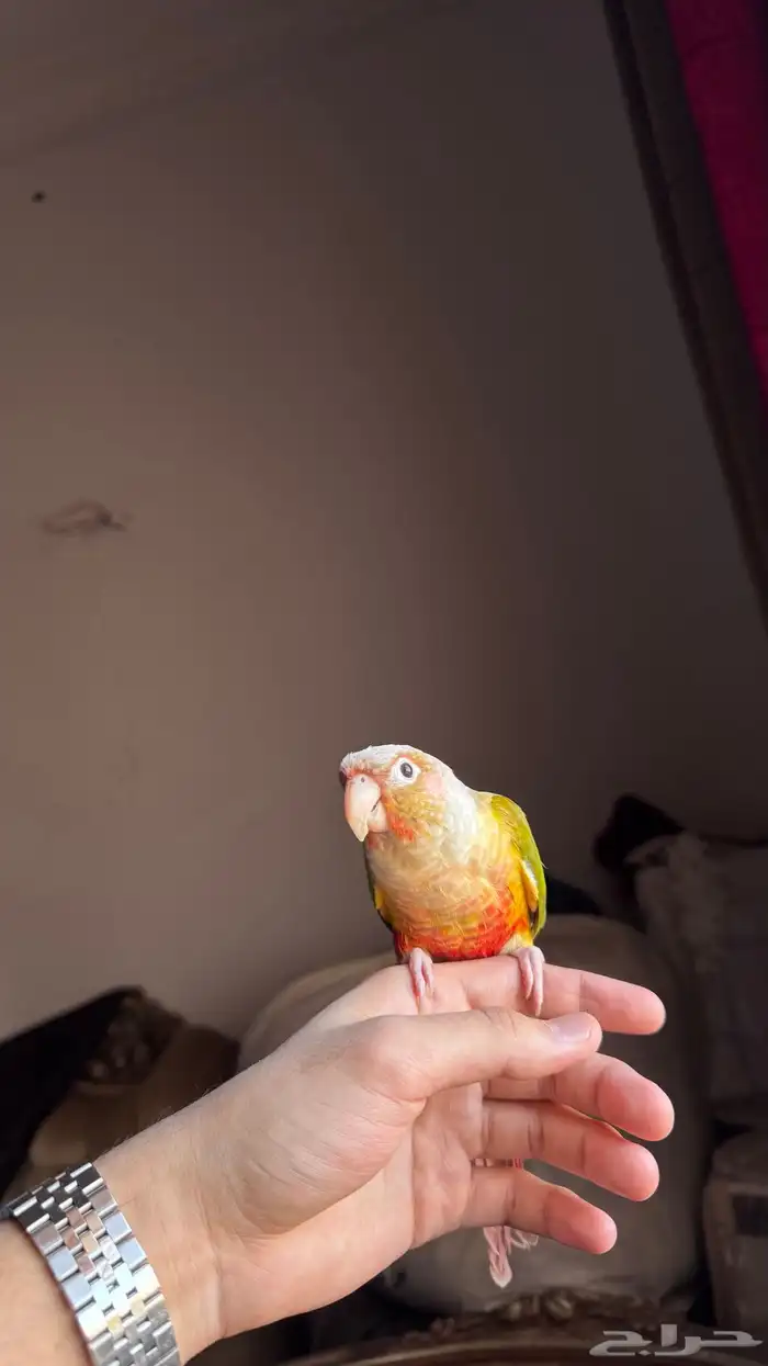 كنيور اناناس اليف جدا 1