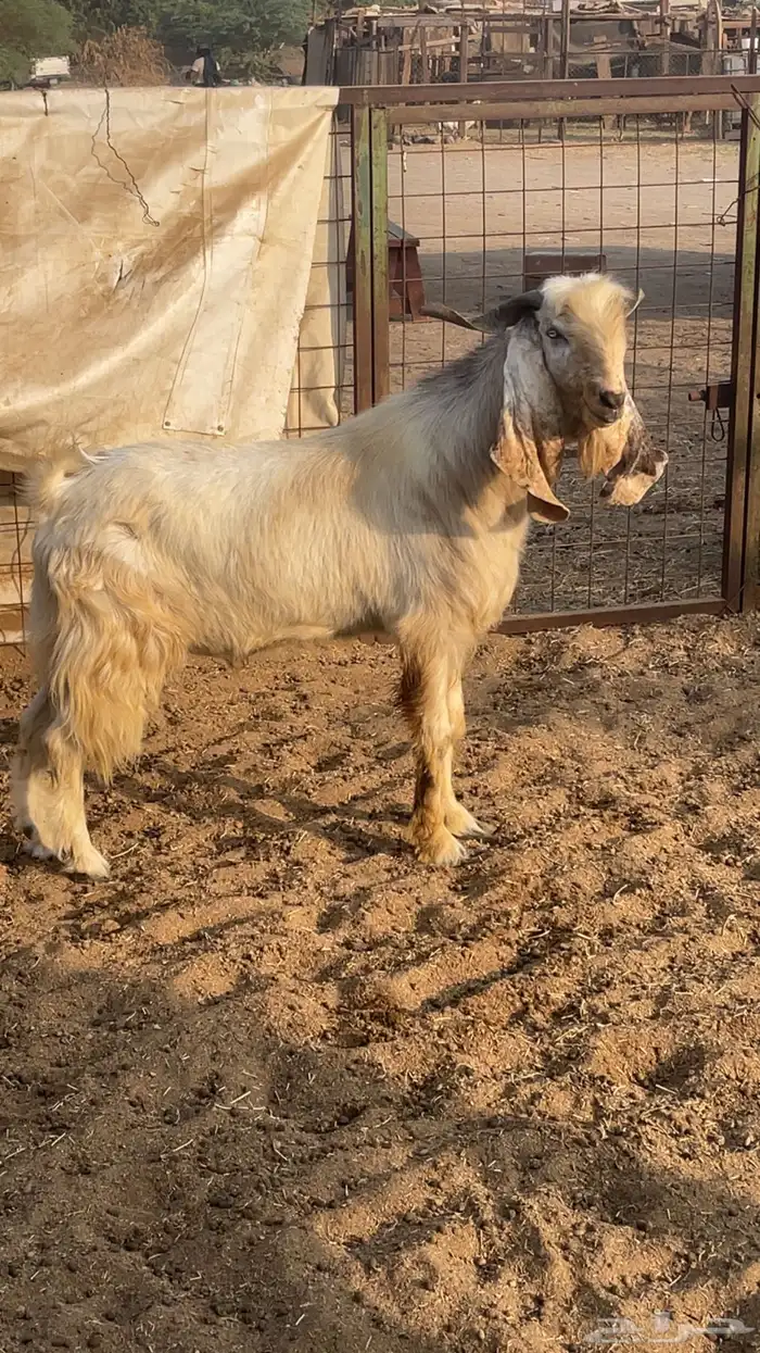 فحل مصري رباع 2