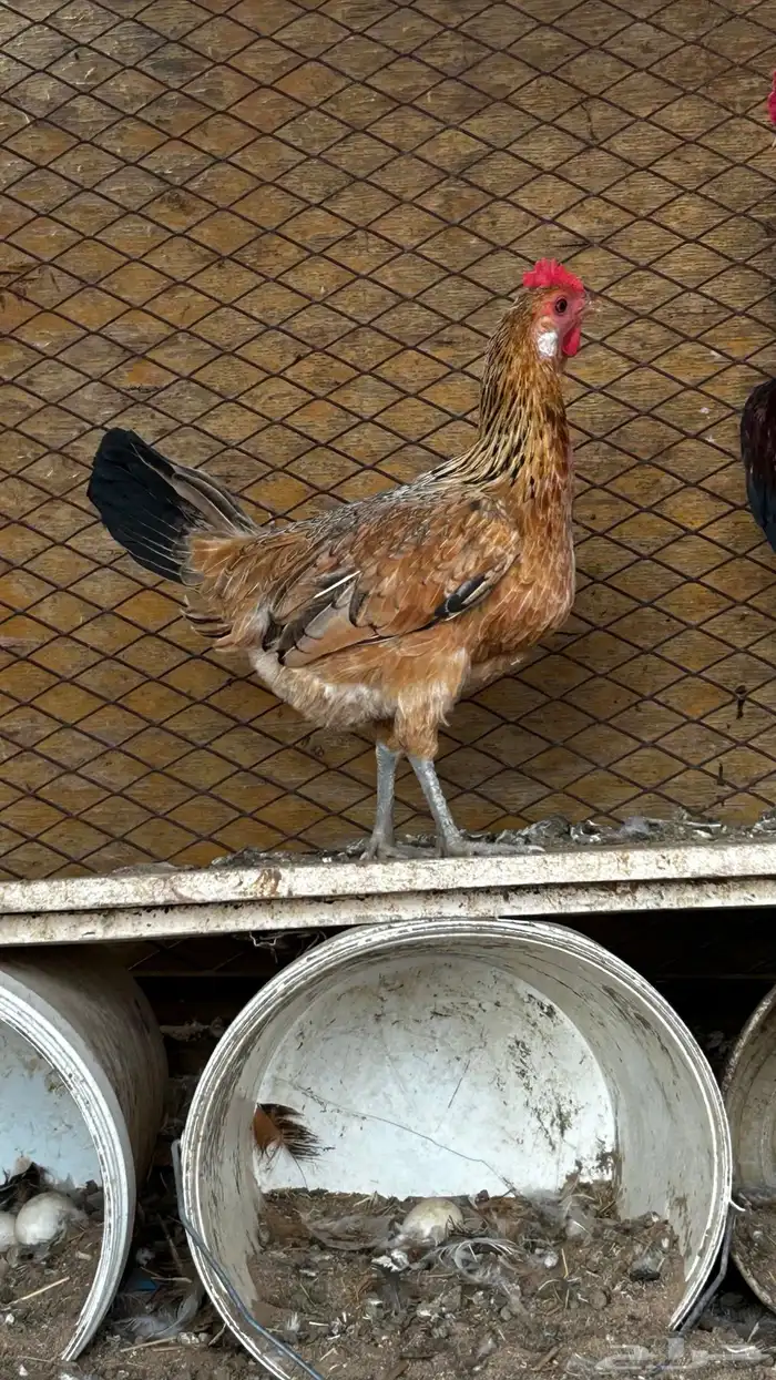 دجاجج للبيع 1