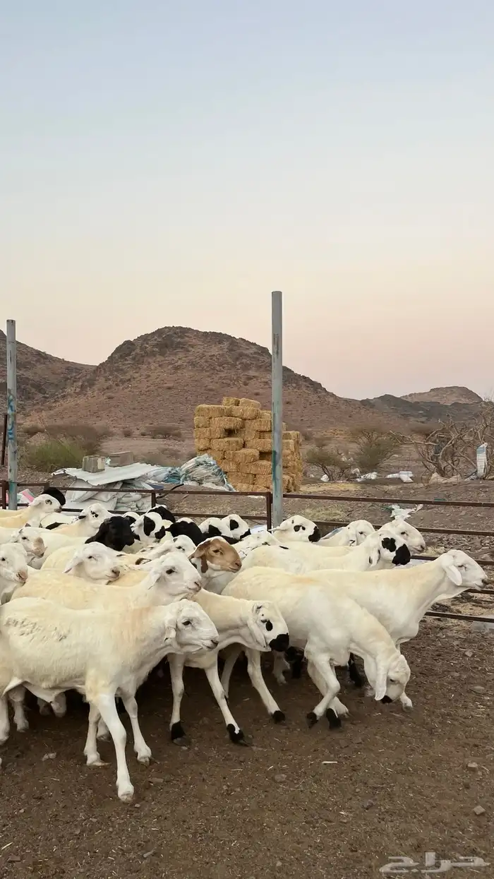 طليان سواكن شبيه الحرب مرابى جادعان مرابى 23