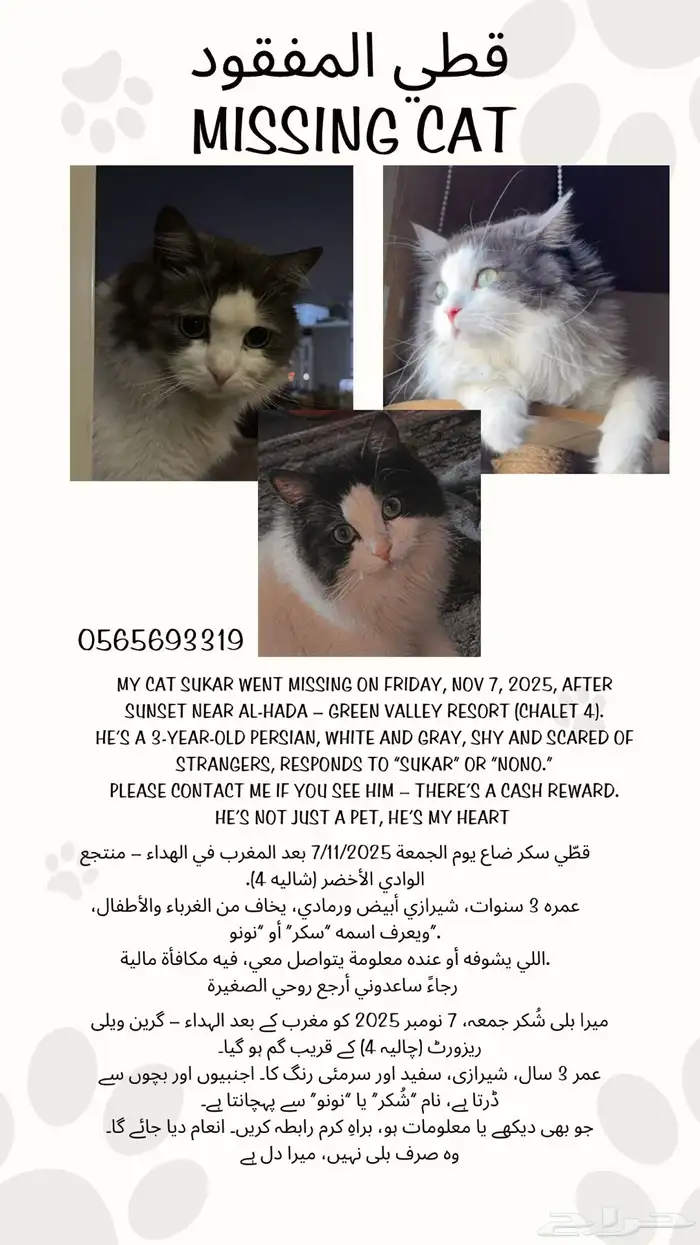 قط مفقود 0