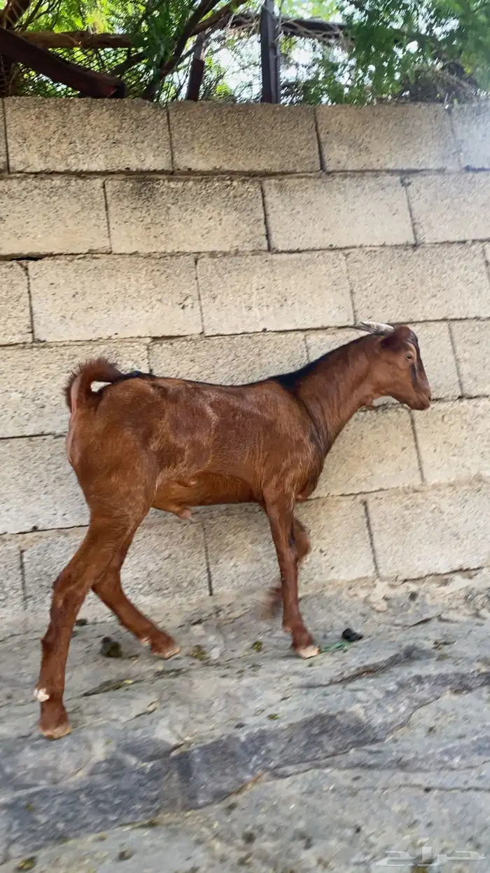 تيس ادهم بلدي 1