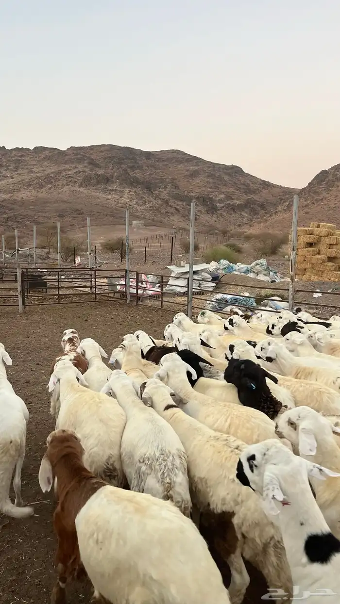 طليان سواكن شبيه الحرب مرابى جادعان مرابى 29
