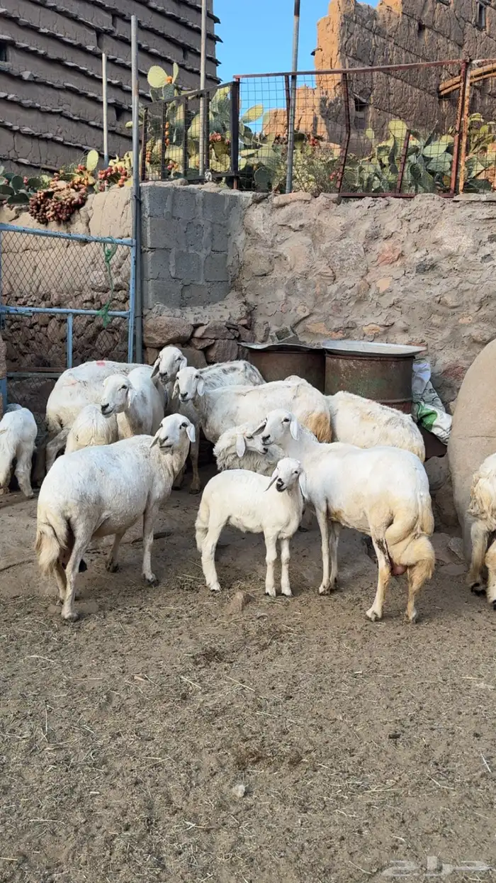 ضان متابيع 0