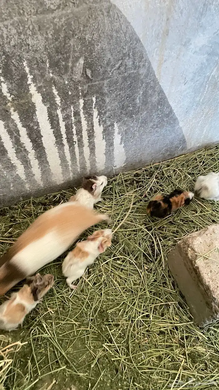 وبران بلدي و أمريكي 7