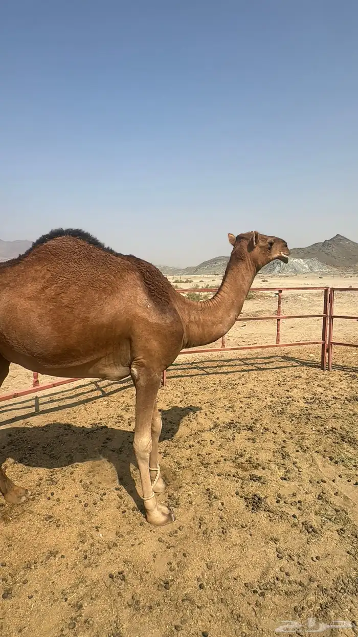 للبيع بكره ثنيه حمرا ساحليه نقبل بغنم 0