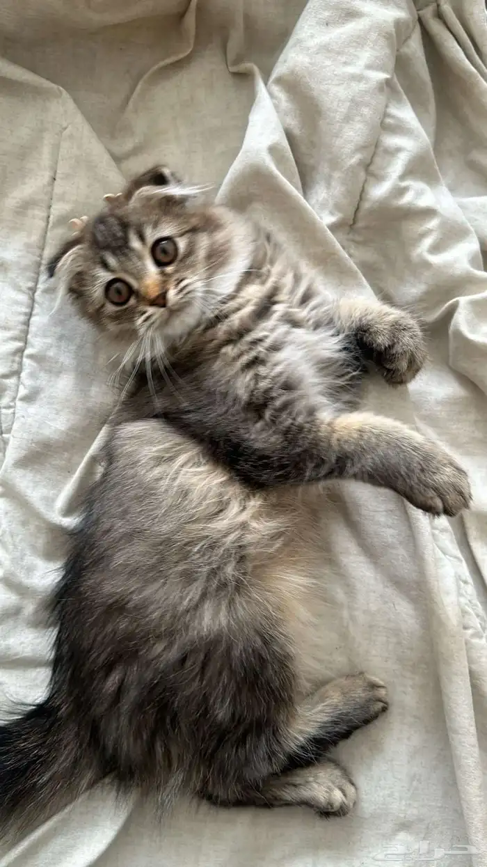 قطط سكوتش للبيع 3