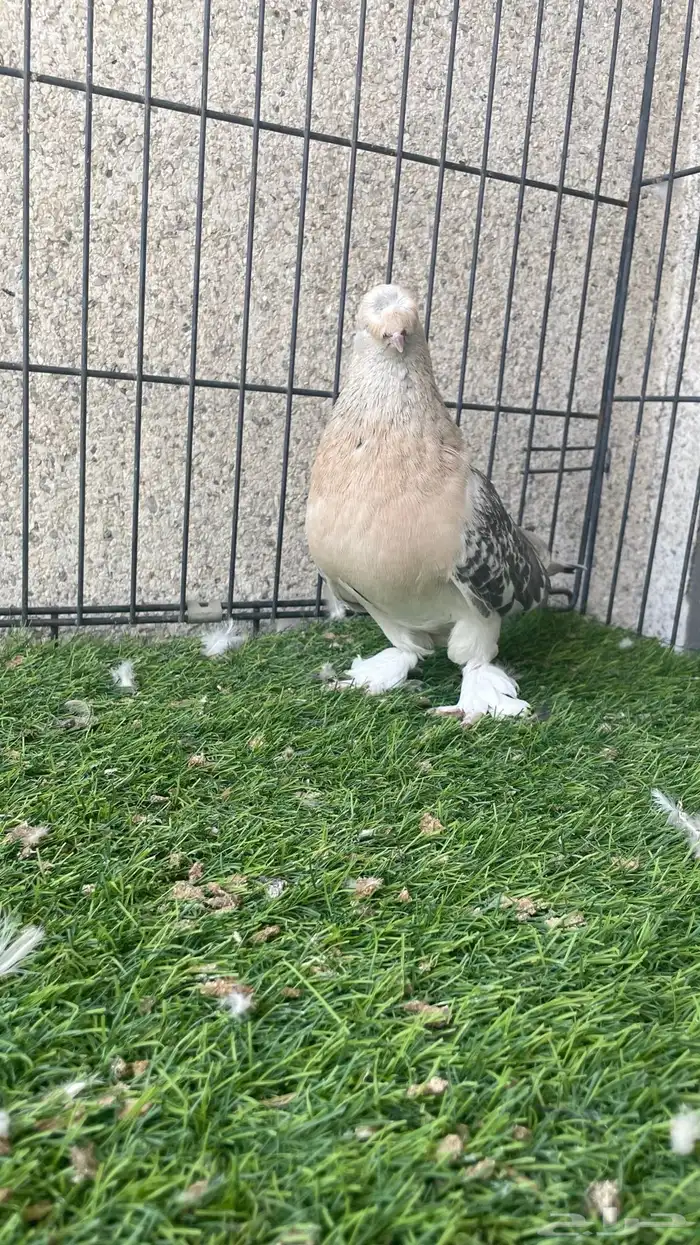 هزازي و أناثي أتراك . 3