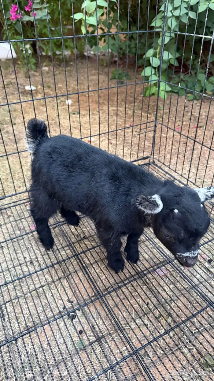 ماعز قزم (جفرة) للبيع 0