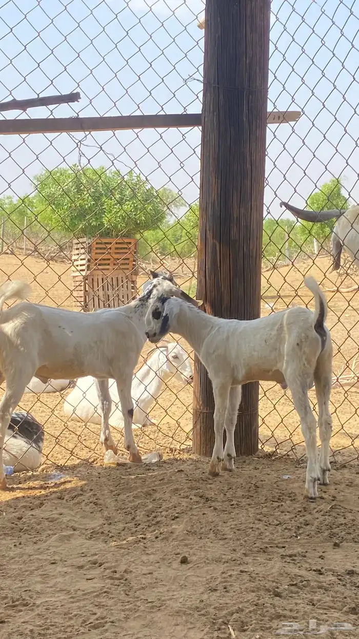 اثنين تيوس مشاريع 3