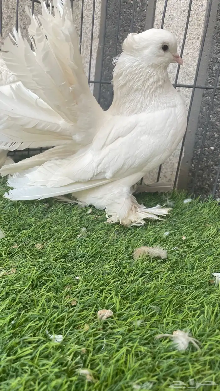 هزازي و أناثي أتراك . 10