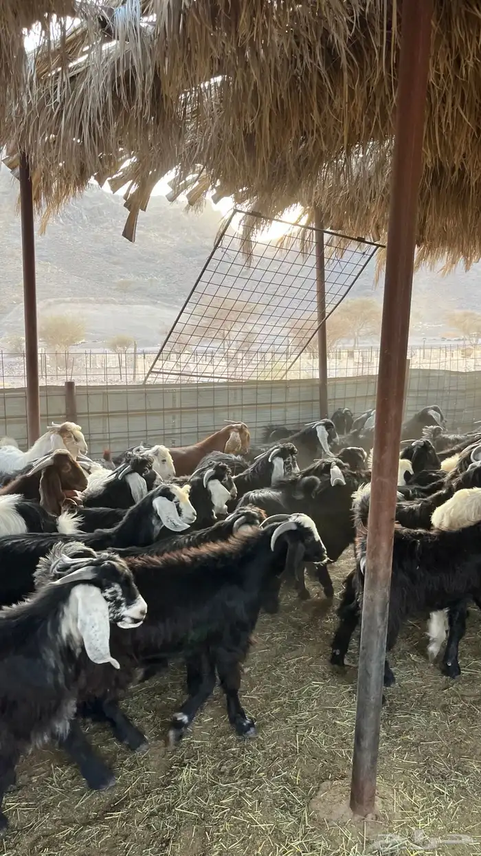 تيوس جبره ذبائح مخاصي جادعان 9