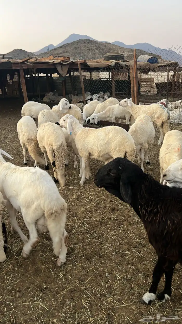 طليان سواكن للبيع 4