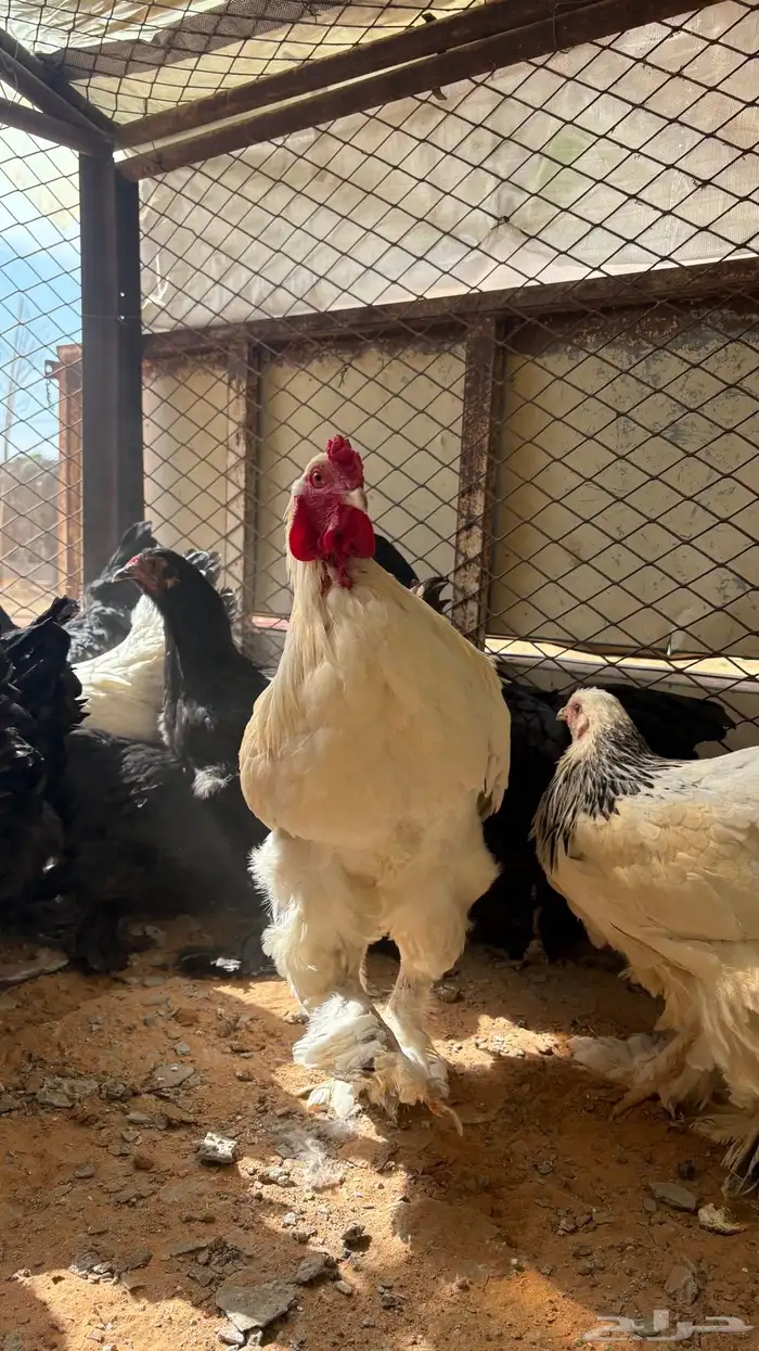 دجاج براهما 1