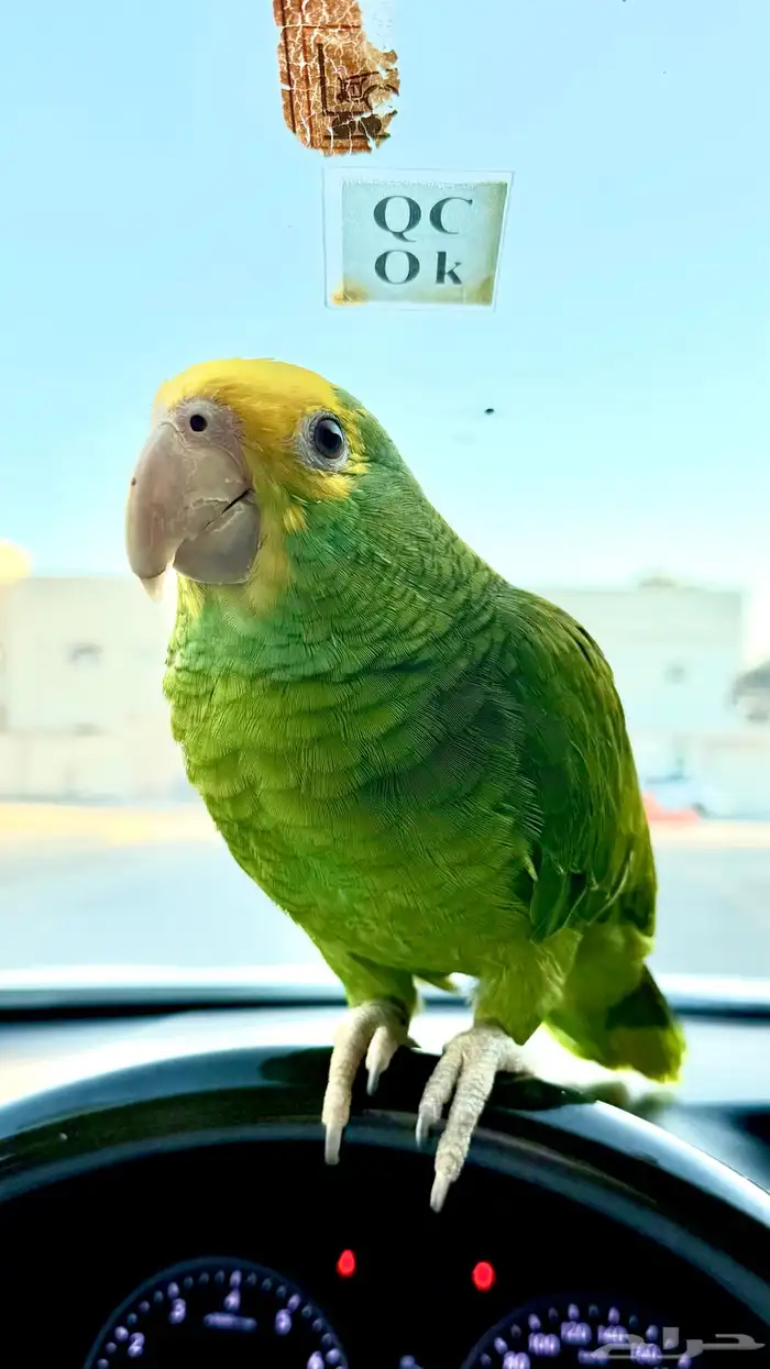 دبل يلو هيد ماقنا 1