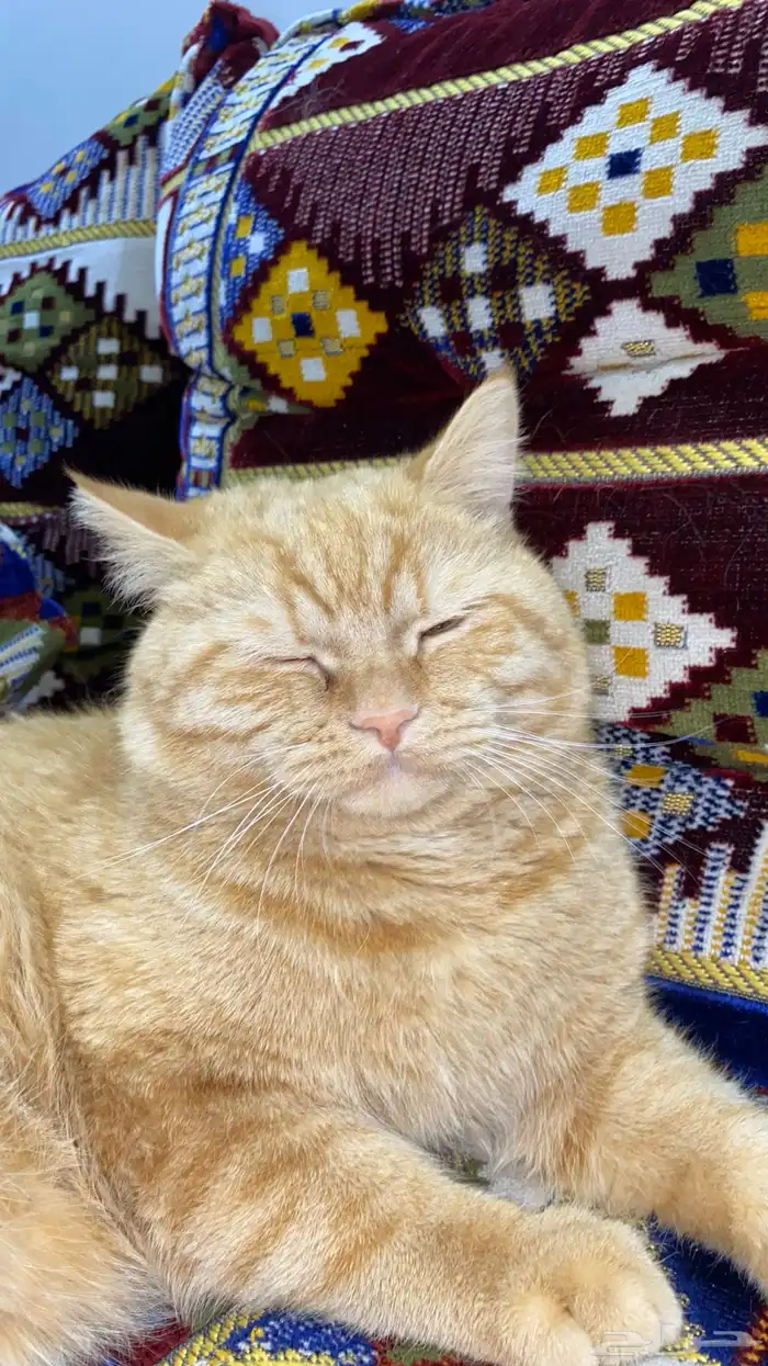 قط ذكر لتبني (شيرازي-هملايا) 1