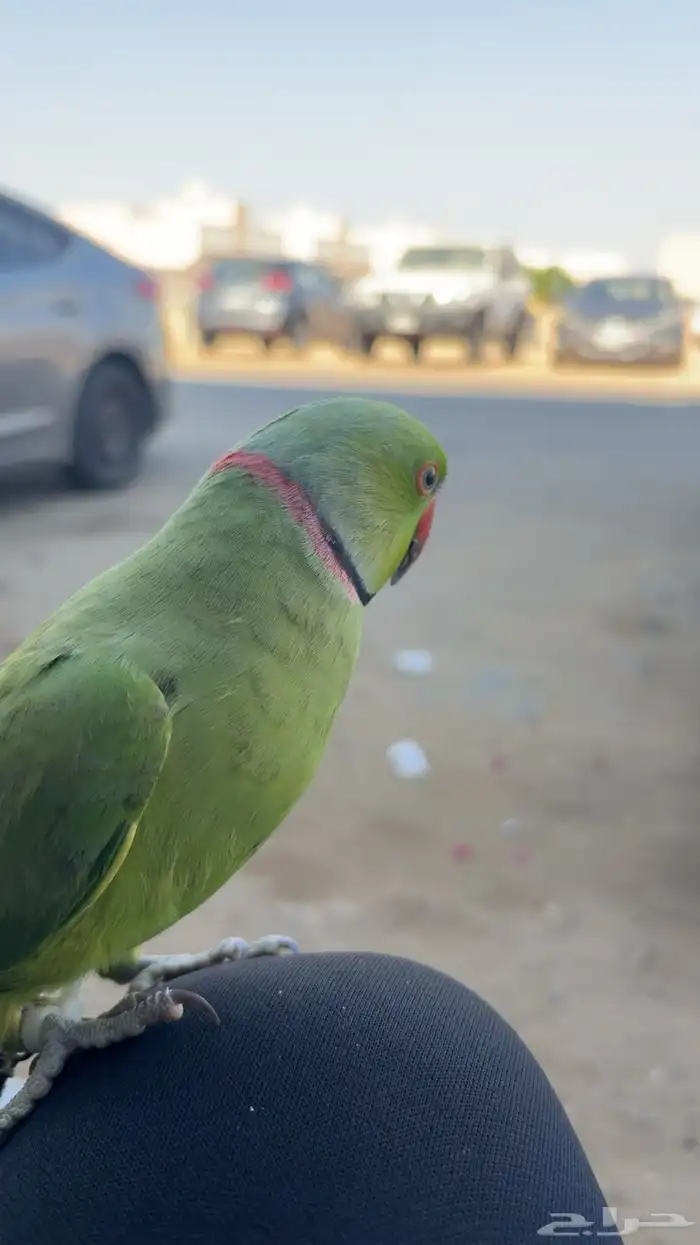 بغبغاء دره أليف 0