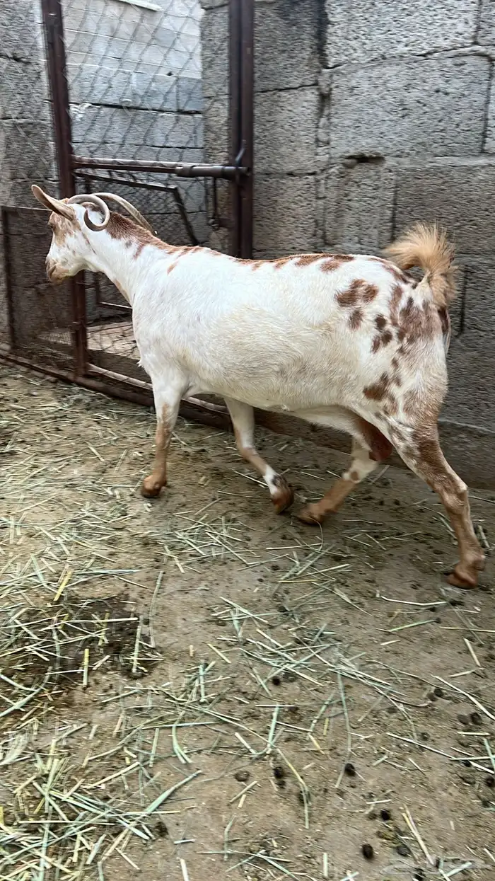 معزا للبيع 0