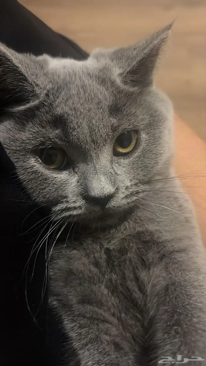 قطة للتبني كيتن سكوتش فولد 0