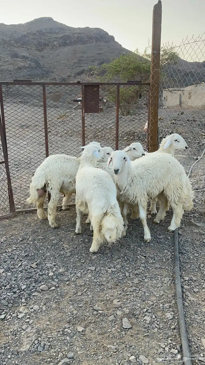 ( تم البيع )طليان حريات فاخره 0