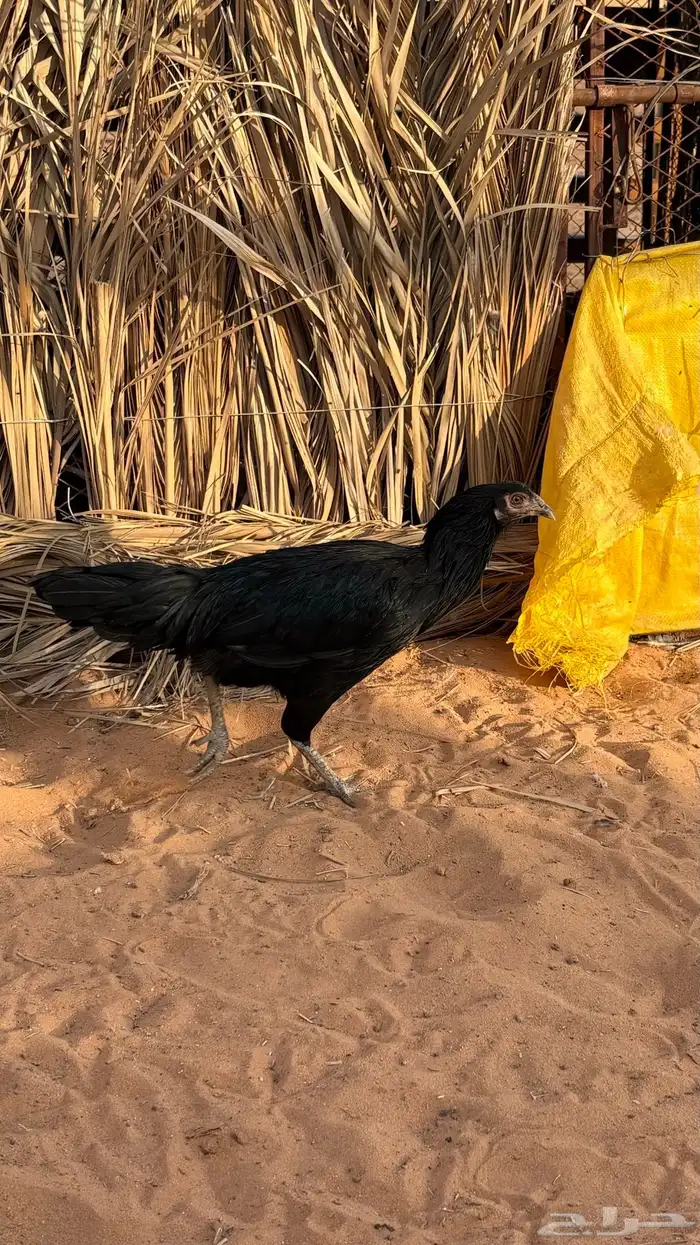 دجاجه بكستاني سندس 1