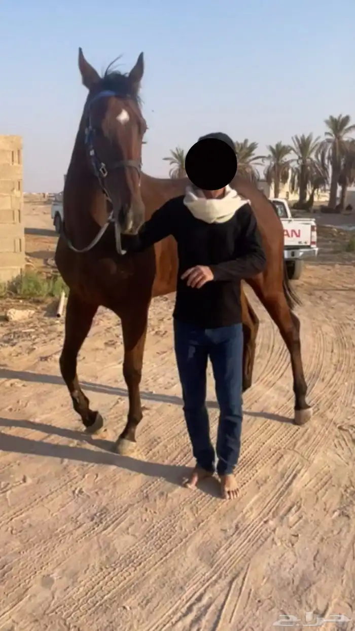 السلام عليكم حصان سباق 0