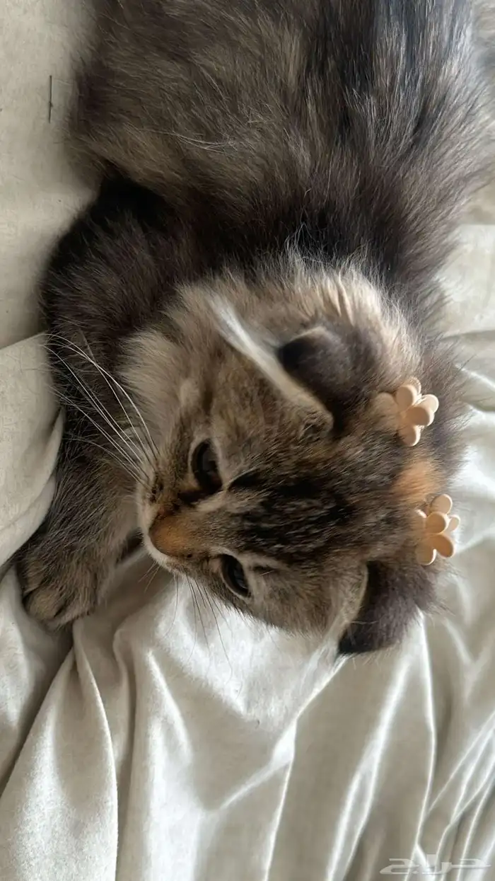 قطط سكوتش للبيع 4