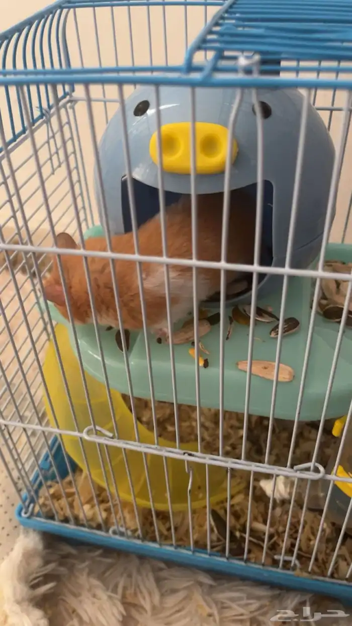 هامستر للبيع 2