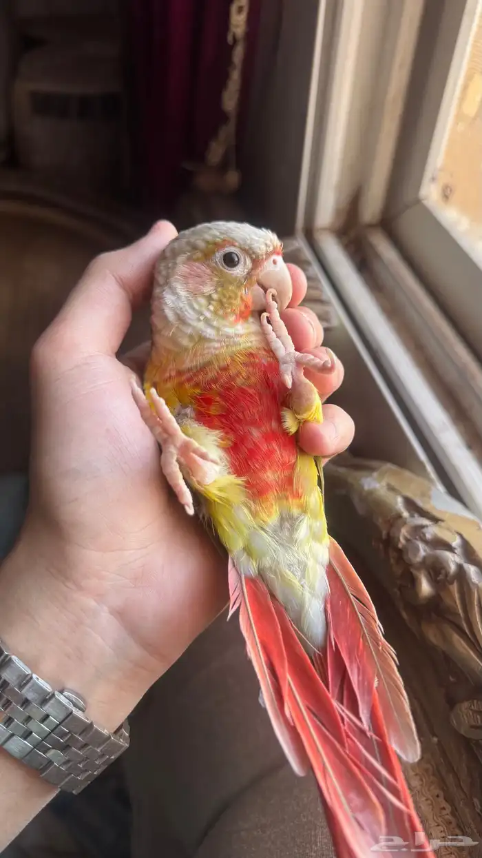 كنيور اناناس اليف جدا 0