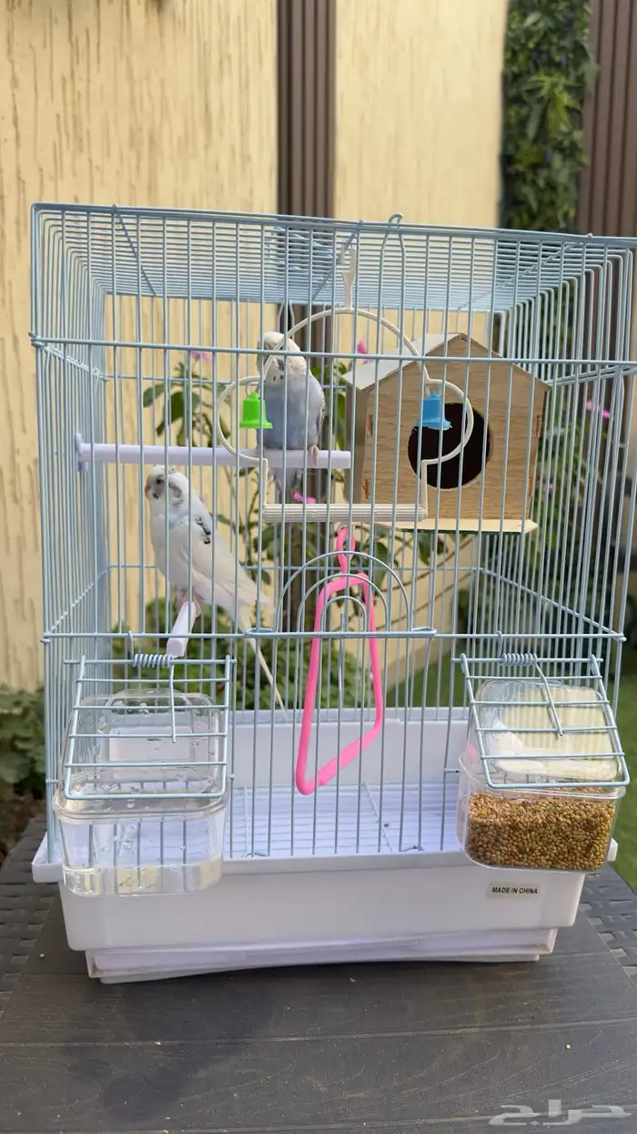 زوج طيور حب بادجي 0