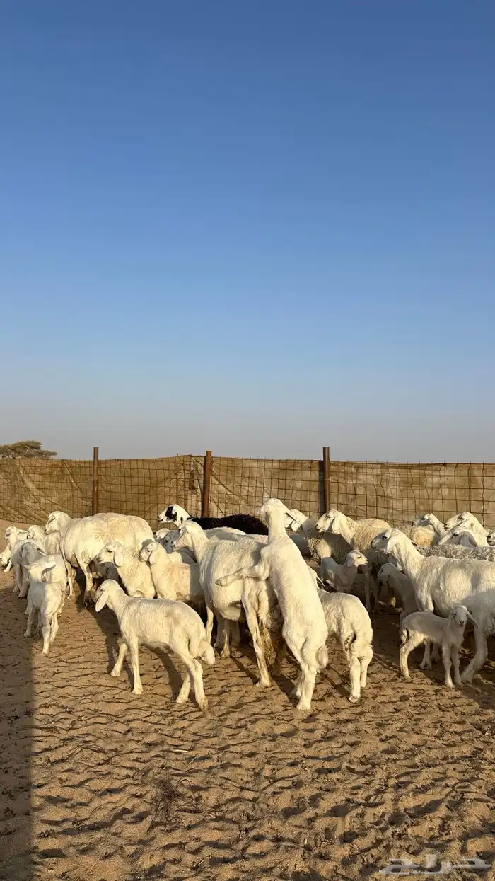 غنم متابيع 20 يتبعها 20 5