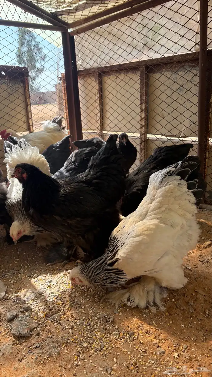 دجاج براهما 5