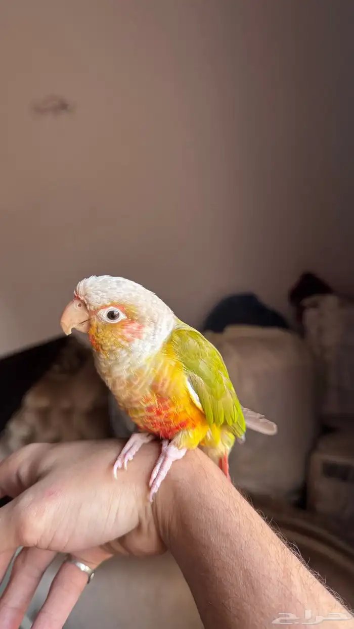 كنيور اناناس اليف جدا 2