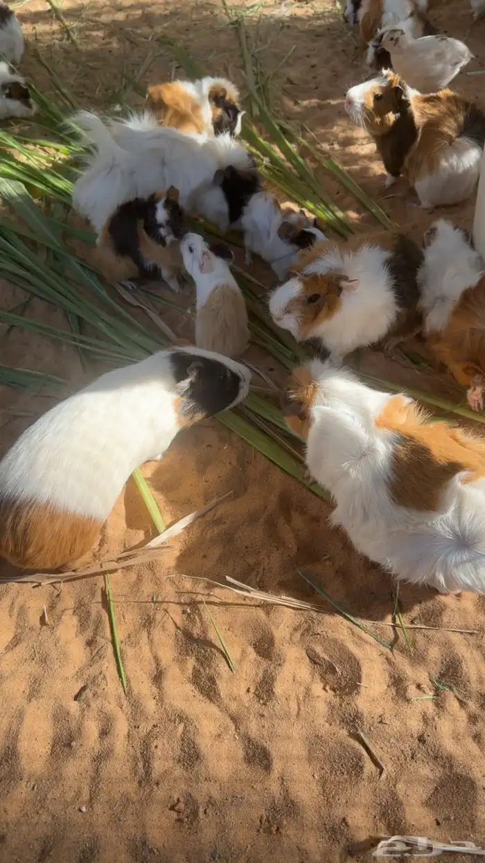 وبريات شرط انتاج وصحه تفريد وجمله 0