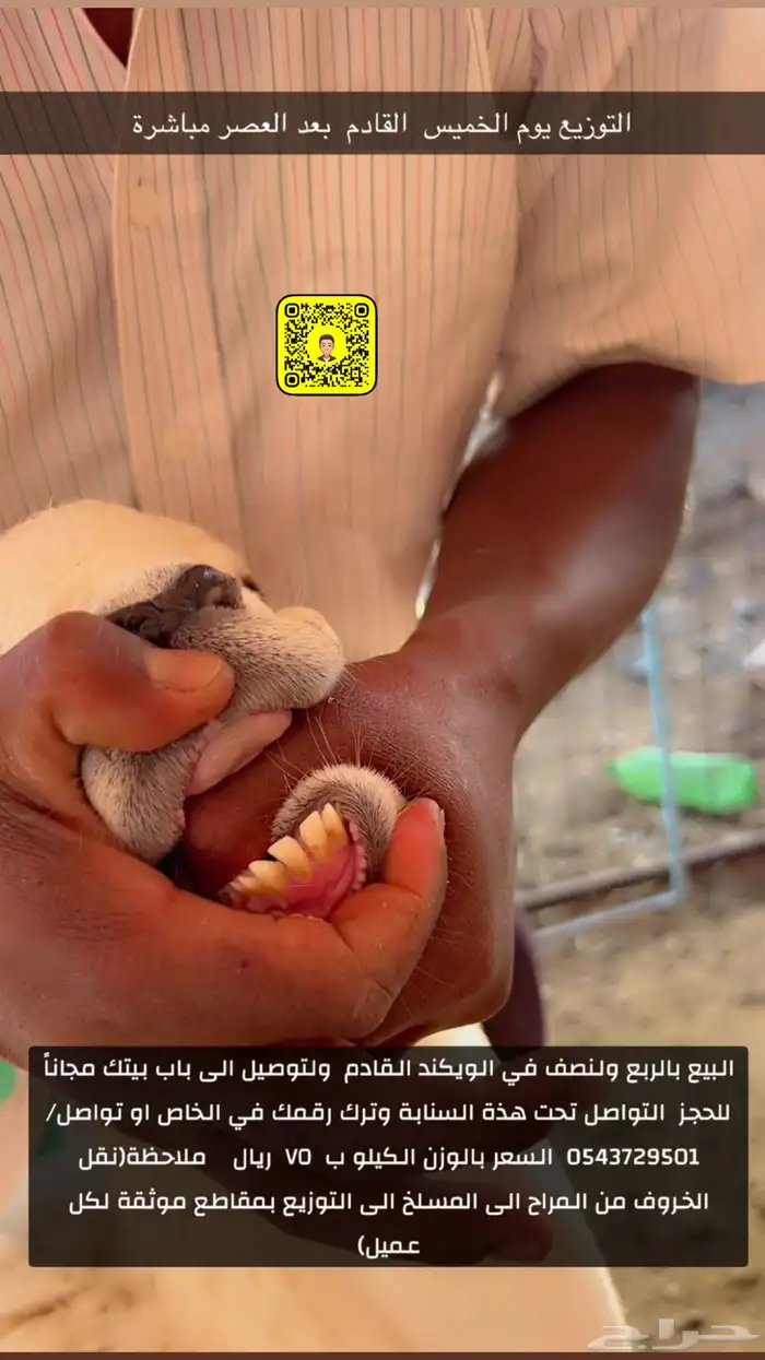 لحم حري جذع بالربع ولنصف وبالتقسيط 2