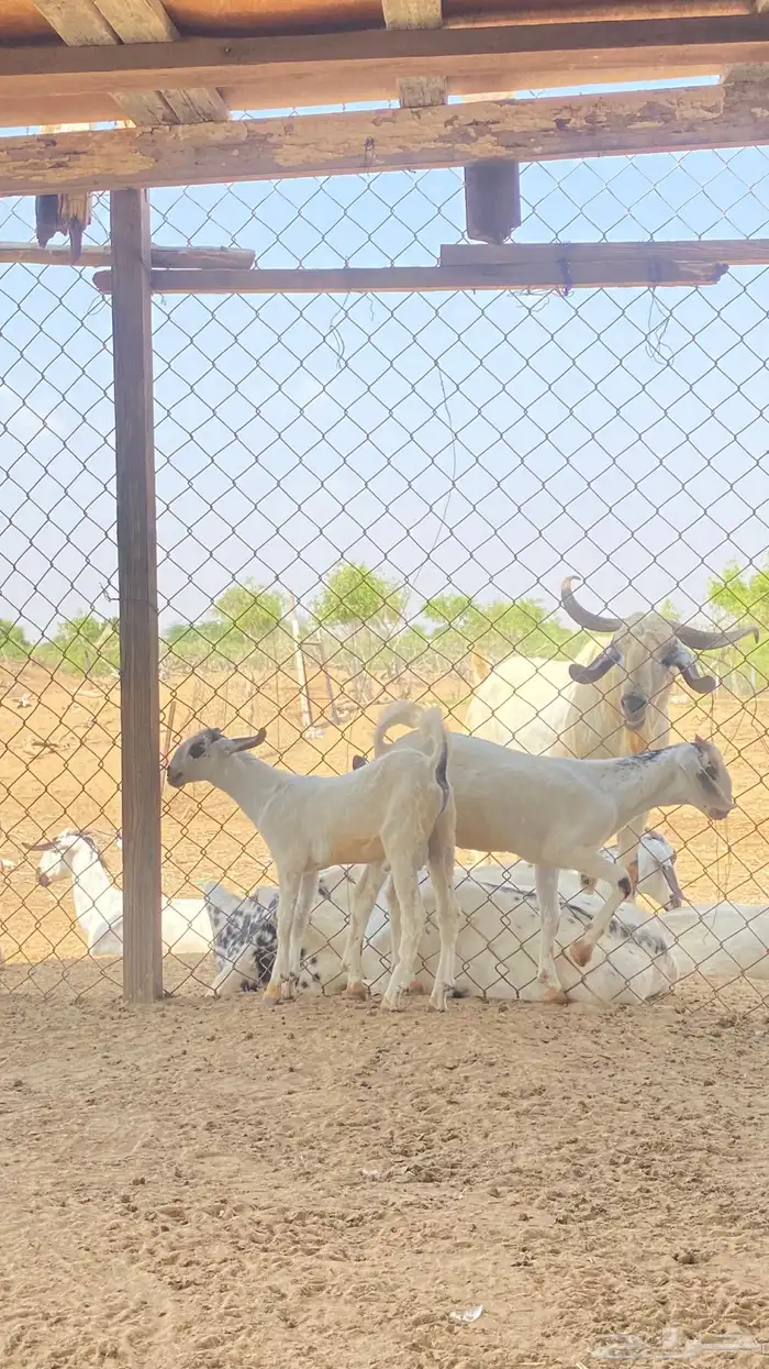 اثنين تيوس مشاريع 23