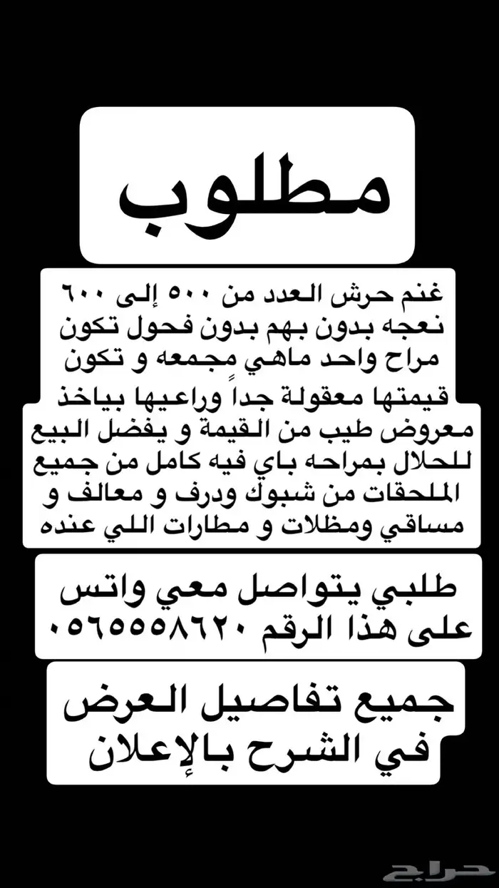 مطلوب غنم حرش من 500-600راس 1