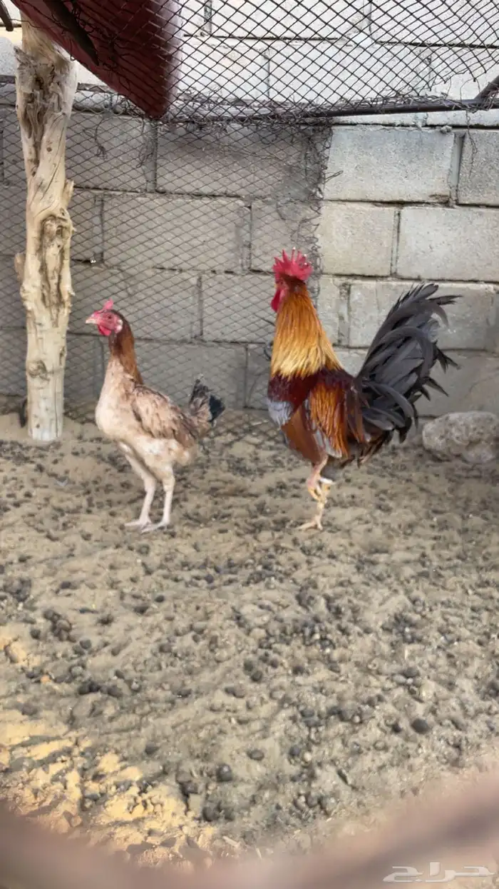 بيع دجاج  حد البيع 60 0