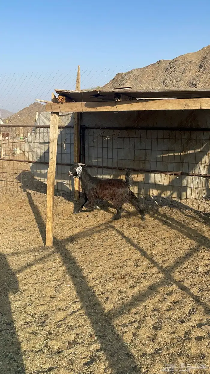 جفره عارضيه طيبه بالحيل(تم البيع) 3