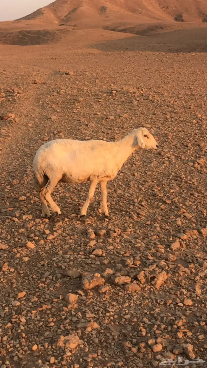 لبيع شاه حايل 2