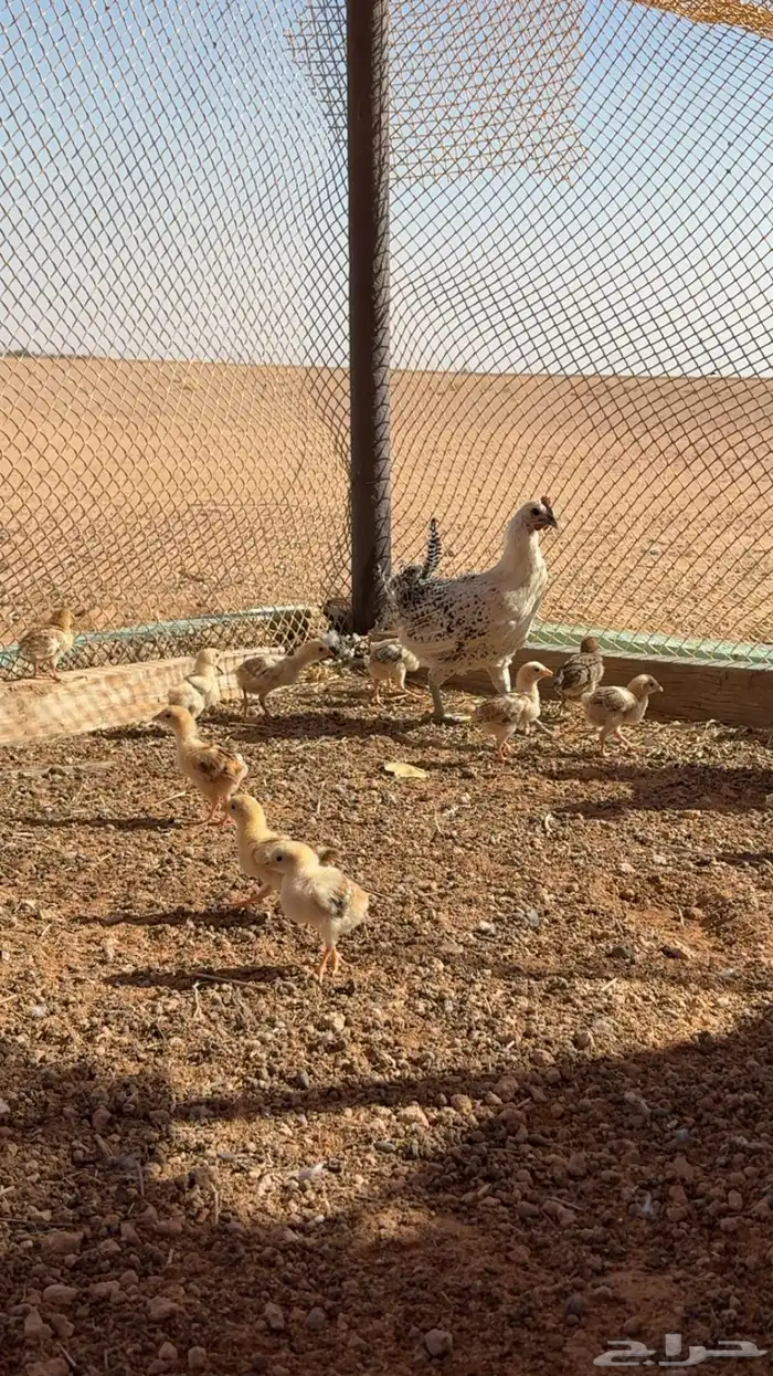 دجاج مع فروخه 2