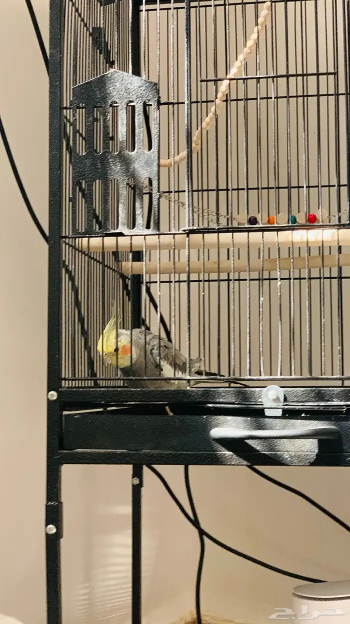 بيغاء الكراون ذكر انثى 4