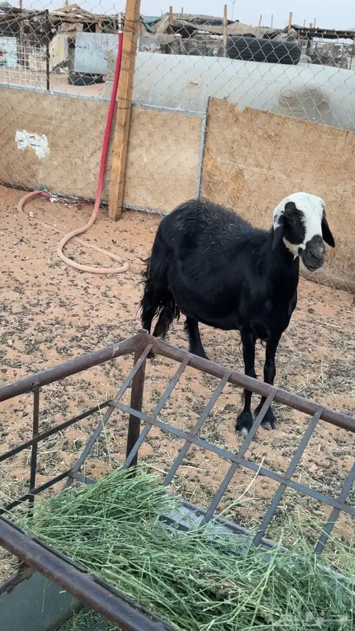 نعجه للبيع نجديه 1