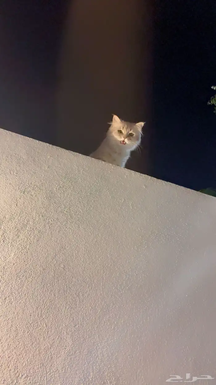 قط ضايع بالعزيزيه 2