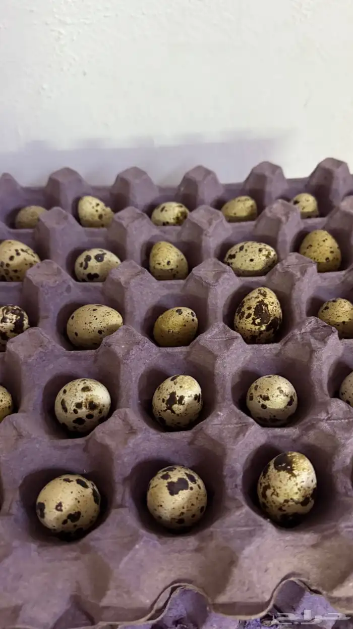 بيض سمان تكساس العملاق 0