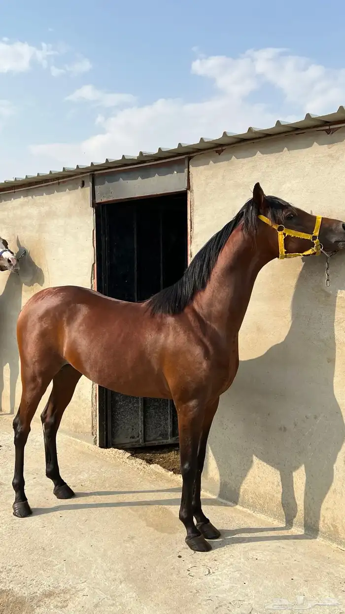 حصان واهو للبيع 2